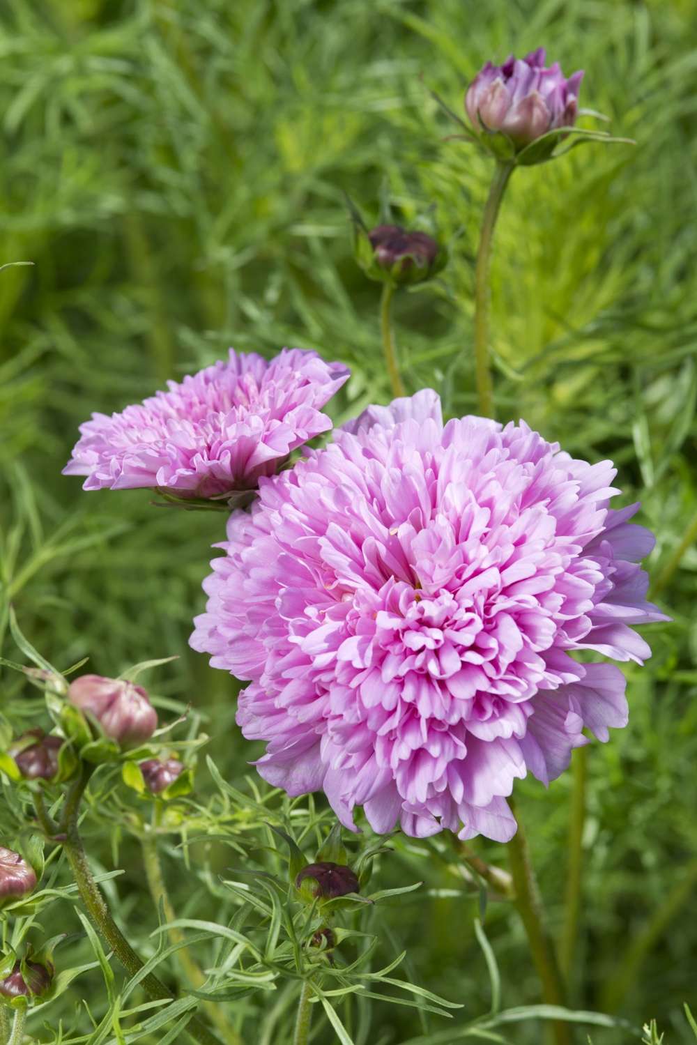 Cosmos 'Double Dutch Rose' med dobbelte rosa blomster